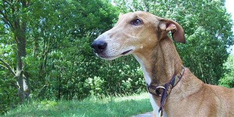 Greyhound ondertitels .